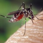 Wat helpt tegen muggen en muggenbulten?